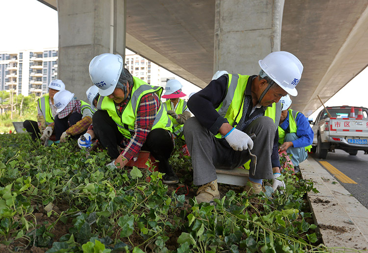 8、東環(huán)路高架下常春藤種植中.JPG